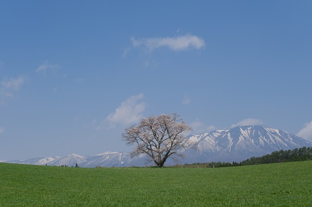 小岩井農場一本桜の写真