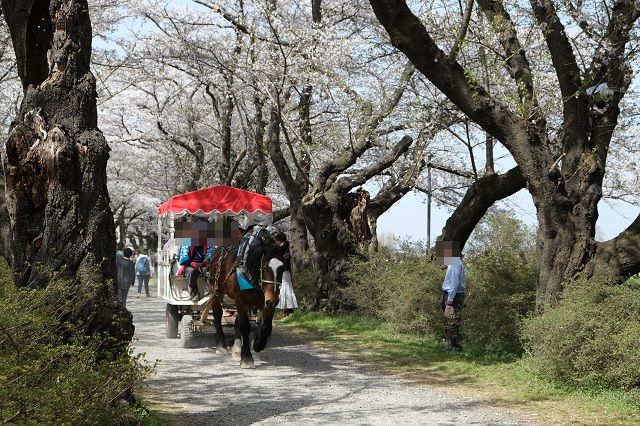 北上展勝地の桜の写真