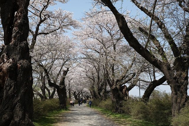 北上展勝地の桜の写真