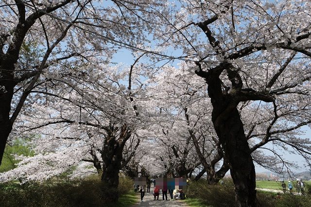 北上展勝地の桜の写真