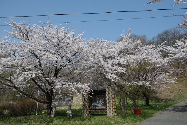 北上展勝地の桜の写真