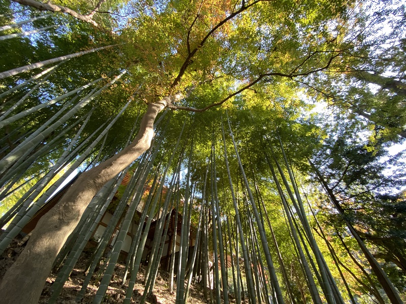 円覚寺の紅葉の写真