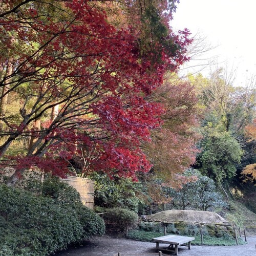 明月院本堂裏庭園の風景写真