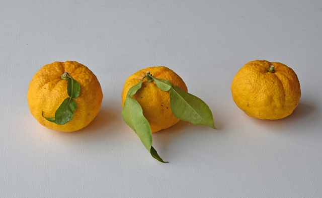 一陽来復のイメージ写真