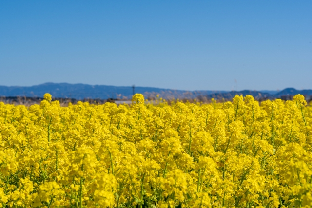 春風駘蕩のイメージ写真