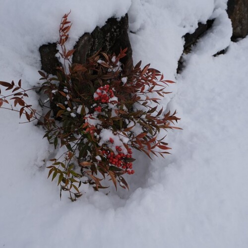 雪に埋もれた赤南天