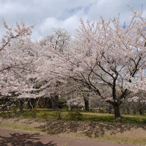 松島多聞山の春の桜