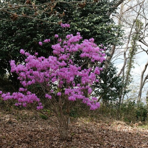 多聞山のはなたれ桃の花の写真