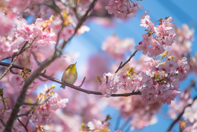 花鳥風月のイメージ写真