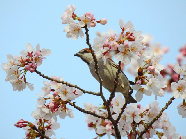 花鳥風月のイメージ写真