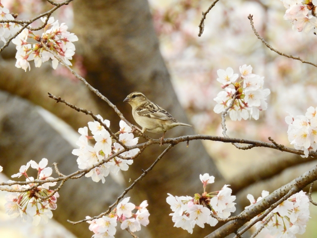 花鳥風月のイメージ写真