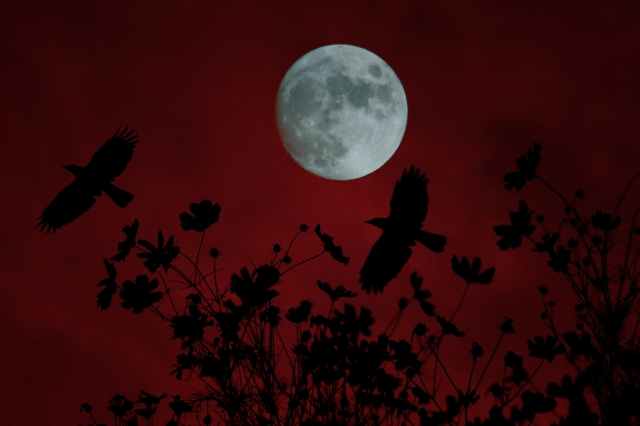 花鳥風月のイメージ写真