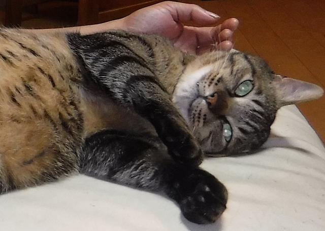 他山の石のネコ