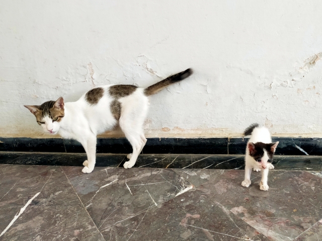 他山の石のネコ