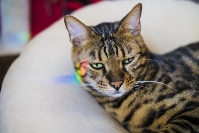 他山の石のネコ