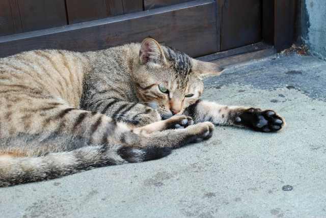 他山の石のネコ