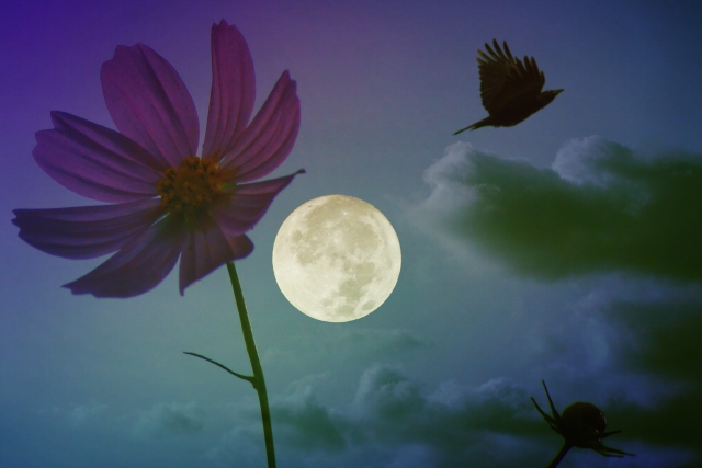 花鳥風月のイメージ写真