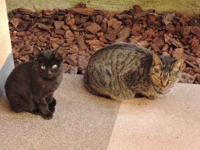 他山の石のネコ