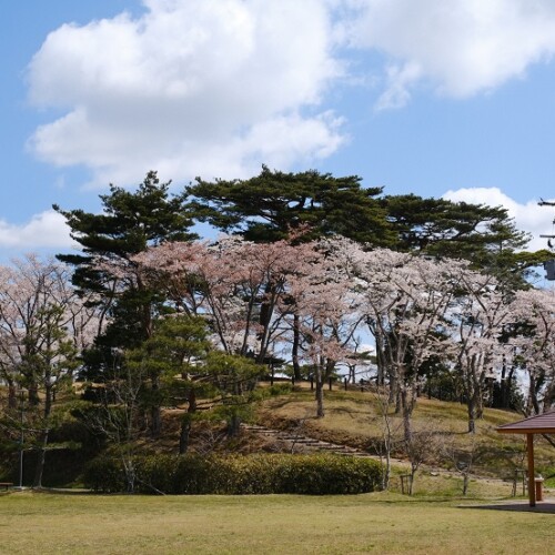 x-pro3で撮影の西行戻しの松公園の桜の写真