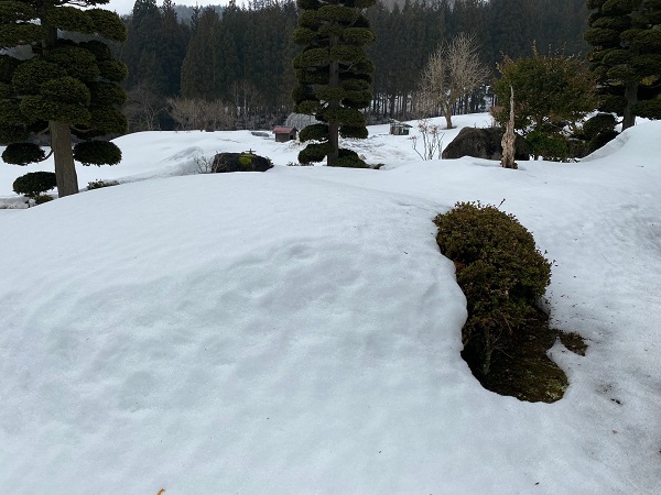 皐月の寄せ植えはまだ雪の中の写真