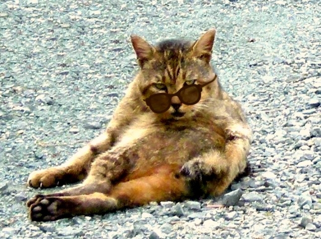 ネコによる不倶戴天のイメージ写真