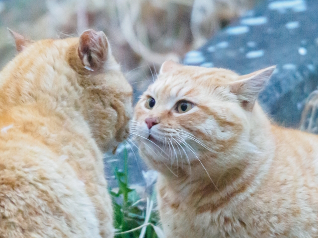 ネコによる不倶戴天のイメージ写真