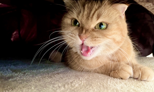 ネコによる不倶戴天のイメージ写真