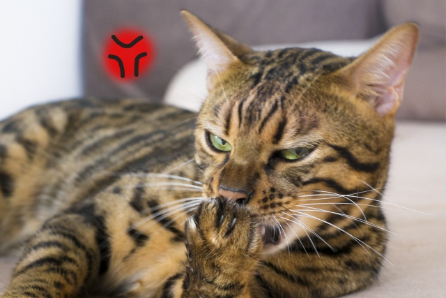 ネコによる不倶戴天のイメージ写真