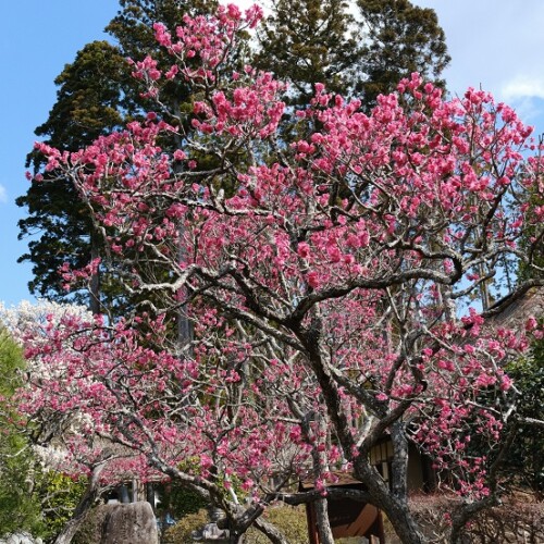 x-pro3で撮影の松島円通院の前の桜の写真