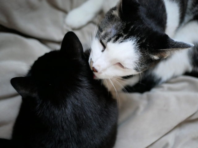 ご尽力のイメージ写真を猫で表現