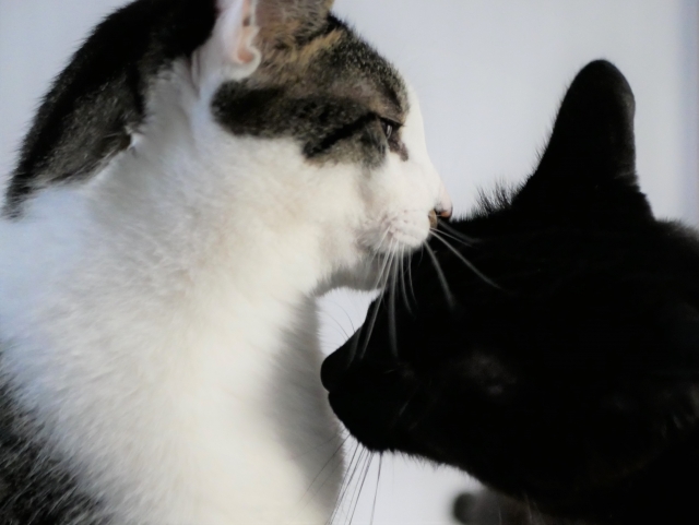 ご尽力のイメージ写真を猫で表現