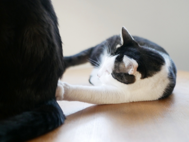 ご尽力のイメージ写真を猫で表現