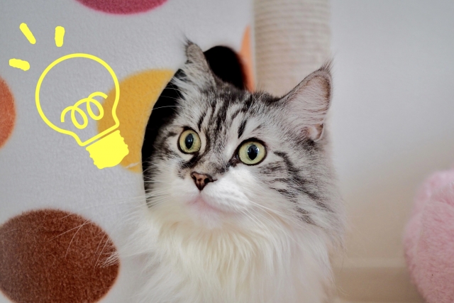 ご尽力のイメージ写真を猫で表現