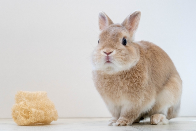 「二兎を追うものは一兎をも得ず」のイメージ写真