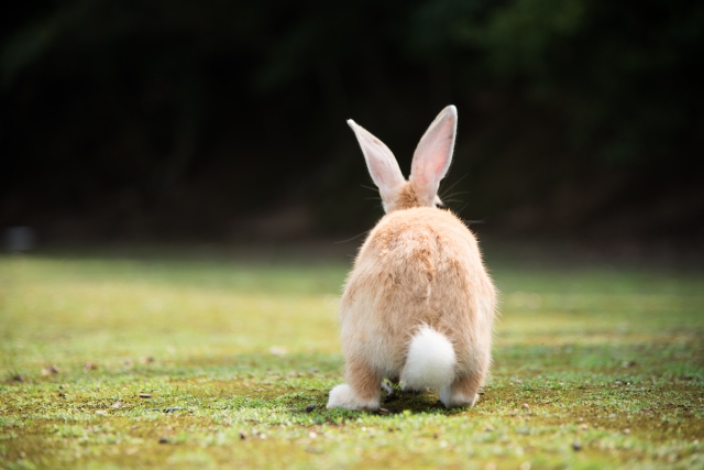 「二兎を追うものは一兎をも得ず」のイメージ写真