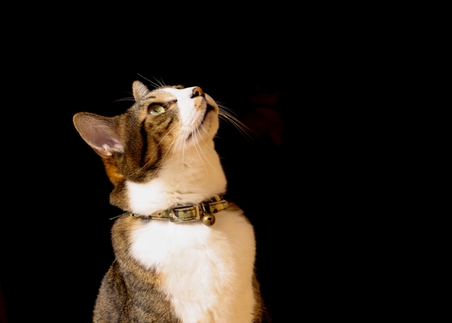 ご尽力のイメージ写真を猫で表現