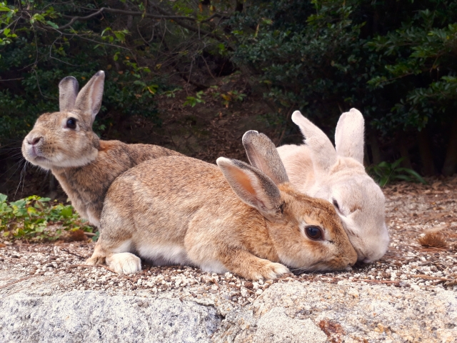 「二兎を追うものは一兎をも得ず」のイメージ写真