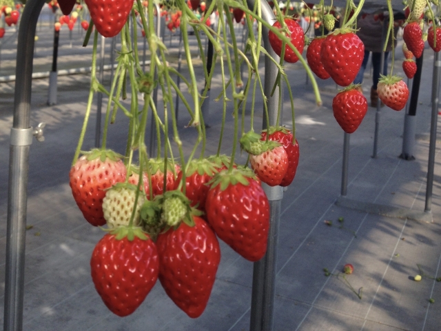 いちご狩りの写真