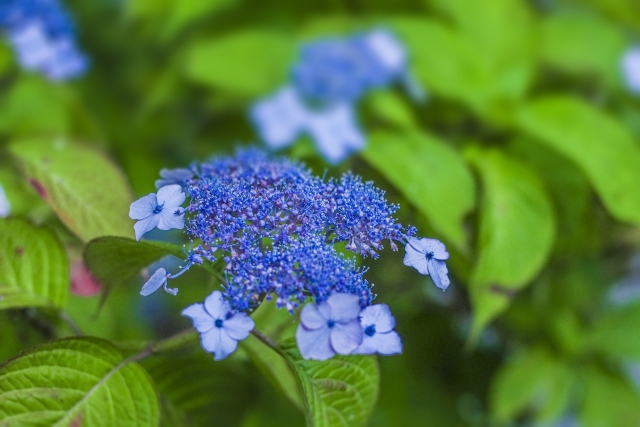 梅雨のイメージ画像