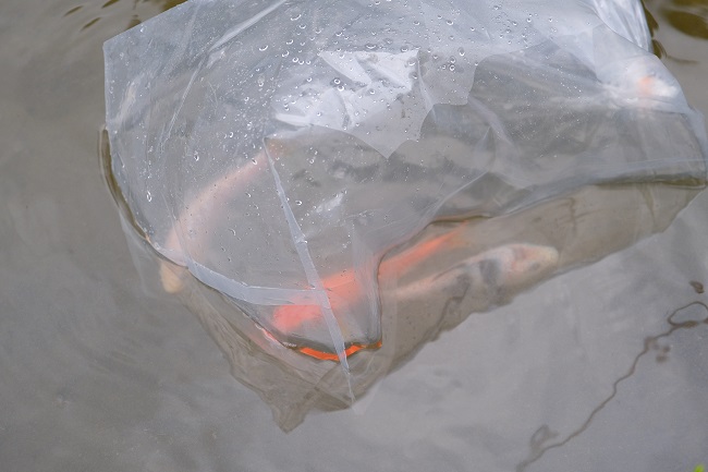 錦鯉を購入した写真