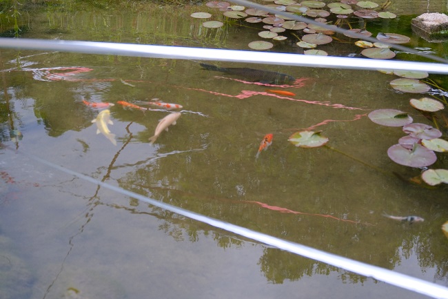錦鯉を池で飼育している写真
