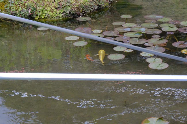 錦鯉を池で飼育している写真