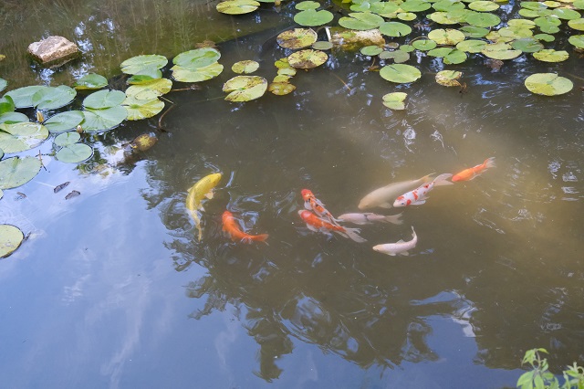 鯉の池での飼育の写真