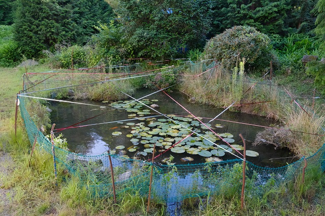 池にテープを張りなおした写真