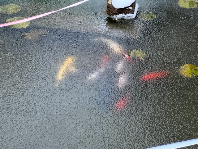 12月初めのころの写真