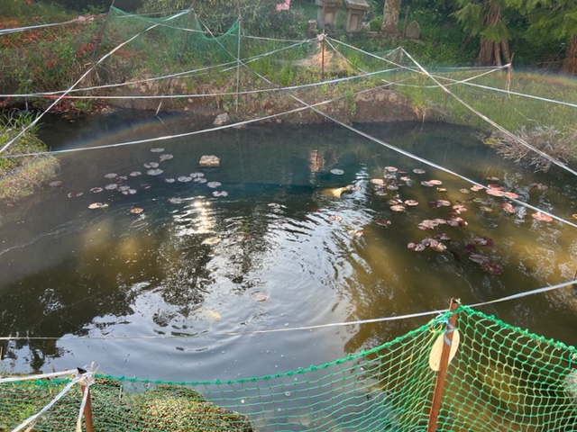 はるの鯉の池の風景写真