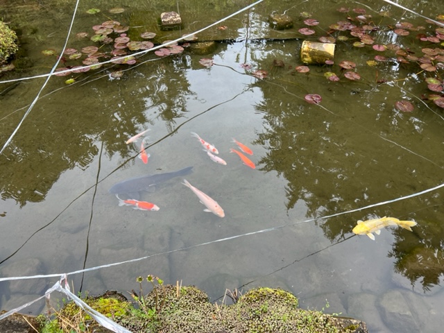 はるの鯉の池の風景写真