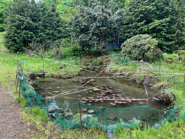 はるの鯉の池の風景写真