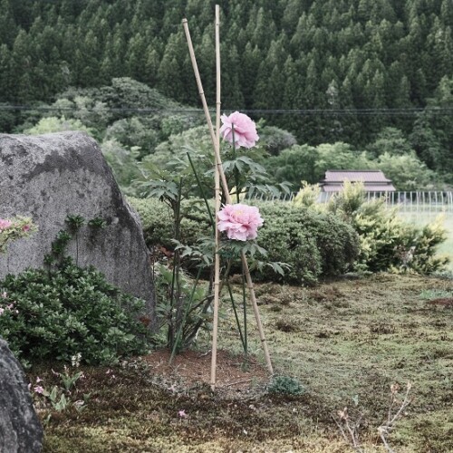 庭の牡丹の花の写真