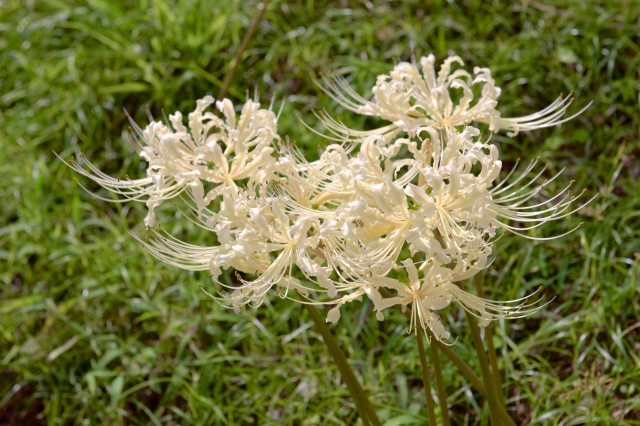曼珠沙華(彼岸花)の写真
